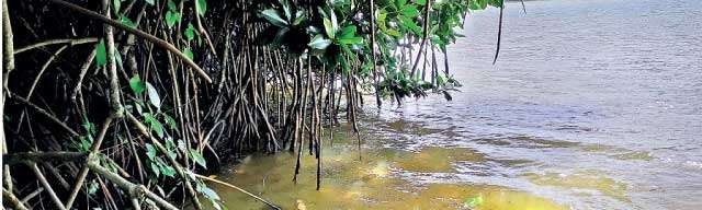 Sri Lanka is losing its Mangrove forests! 