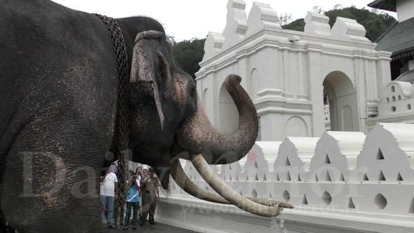 Nadungamuwe Raja gets ready for Perahera