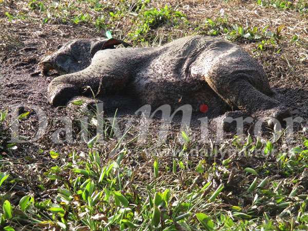 Jumbos found dead in Polonnaruwa