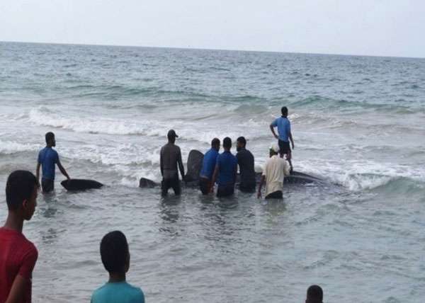 Navy rescues Whale Shark