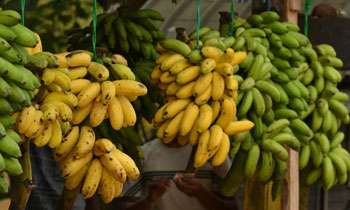 SL-China banana supply agreement: Not a kilo exported