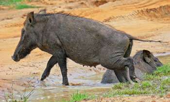 Ban on transporting, selling wild boar meat to be lifted