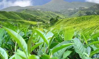 Forty MoUs in Agriculture sector to be terminated