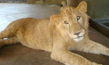 Lion cub nursed by female Labrador