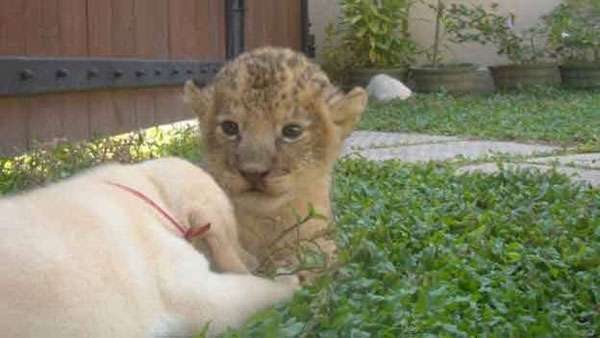 Lion cub nursed by female Labrador