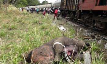 Three elephants knocked by train
