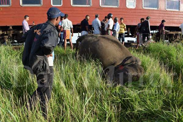 Train kills three elephant calves