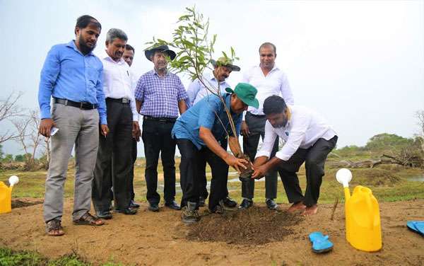 Tree planting ceremony at Mannar  