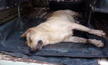 Sniffer-dog electrocuted, handler hospitalised