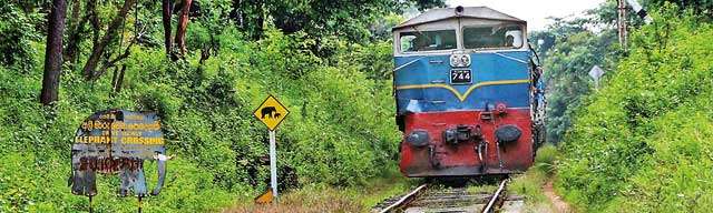 Tragedies on railroad tracks Methods proposed to  curb jumbo deaths Authorities still at ‘discussion