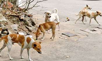 Stray dogs invade public institutions in Colombo
