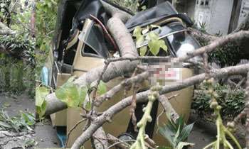 Tree falls on three-wheeler: Two killed and five injured 