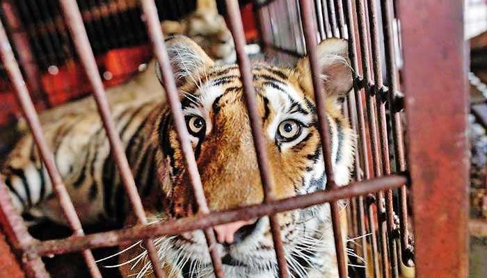 Portugal to free circus animals from life of imprisonment - Mirror For Hope  | Daily Mirror