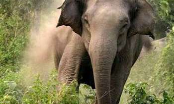 Elephant attack kills two girls in Mahiyanganaya
