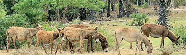 Plight of Kalpitiya donkeys ‘Beasts of burden’ now killed for meat