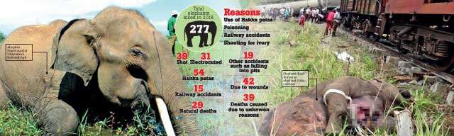 277 elephants dead in 2018 Jumbo issues take jumbo shape