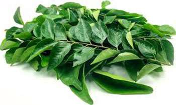 Italy, Cyprus, Greece and Malta ban curry leaves from SL