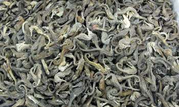Two arrested with banned imported dried fish from India 