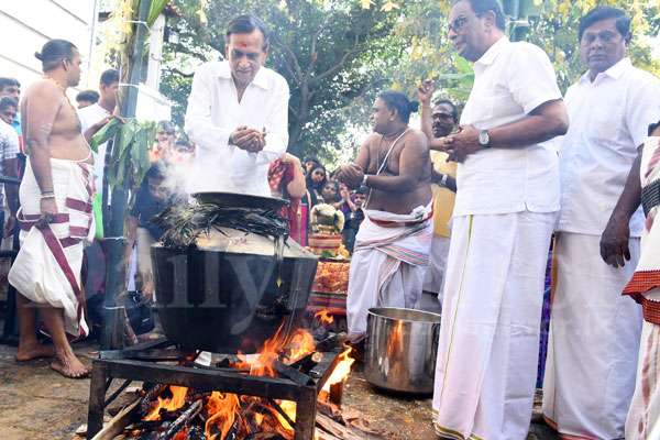 Thai Pongal Festival