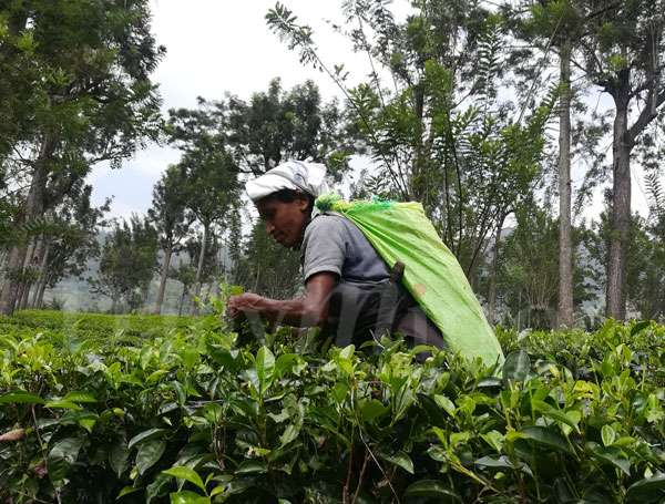 Workers’ lives dark as the tea kettle