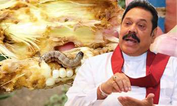 'Sena' caterpillar; Govt. must take immediate action to destroy the pest: MR