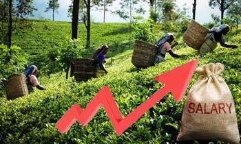 Plantation workers’ daily basic wage increased to Rs.700