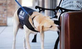 Narcotic detection - Cabinet nod to import 20 sniffer dogs