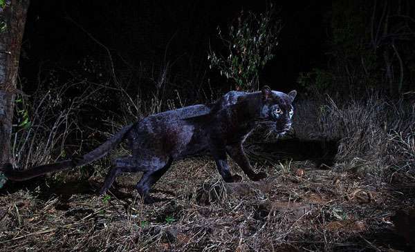 Ultra-rare black leopard found first time in Africa