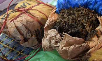 68Kgs of Kerala Ganja seized in Maradana