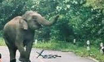 Wildlife officer killed in elephant attack
