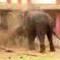 Two killed in stampede after jumbo runs amok