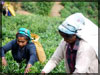 The Plantation Worker…of a bygone era...  