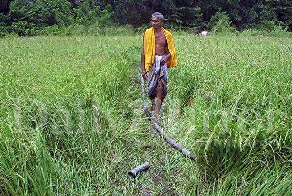 40,000 acres of paddy cultivation at risk