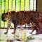 Cancer kills 13-year-old jaguar