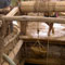 Mine collapses, two workers trapped in Ratnapura mine