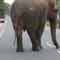 Electric fence at Mattala to keep elephants at bay