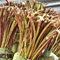 Lankan caught with 'Khat'