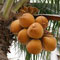 King Coconuts tops 100 mn exports