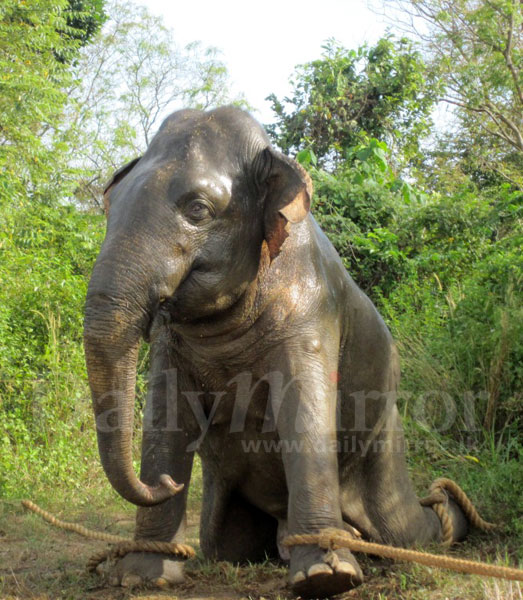 Video: Rogue elephant captured