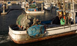 Subsidy for Indian fishermen to end bottom trawling in SL