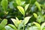 Mixed bag of fortunes for Lankan tea in 2012 