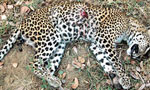 Hit and run vehicle kills leopardess in Yala