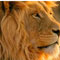 Heads of Lion, Jaguar & Cheetah missing from the Zoo