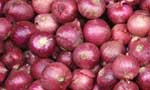 Import levy on big onions increased by Rs. 20 per kilo