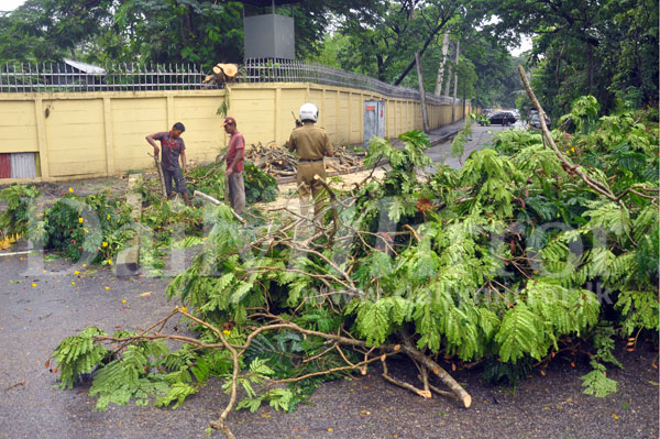 Fallen tree caused road block