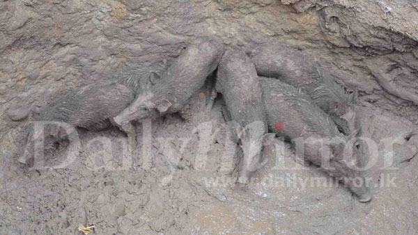 Six wild boar rescued from well