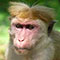 Monkey business caught on camera