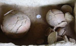 Ancient graves during pre-Wijeya era found
