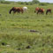 Delft Island for wild horses to run free
