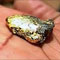 Another Lankan caught smuggling gold